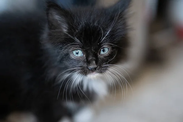Nahaufnahme Eines Schwarzen Kätzchens Auf Dem Boden — Stockfoto