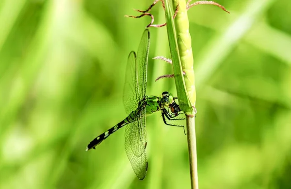 Closeup Shot Dragonfly Sunlight — Stock Photo, Image