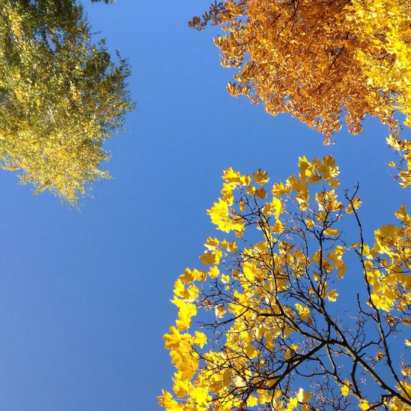 青空を背景に黄色の葉を持つ木の枝のクローズアップショット — ストック写真