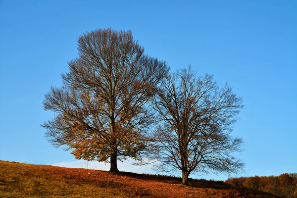 Cenário Ensolarado Duas Árvores Outonais Uma Encosta — Fotografia de Stock