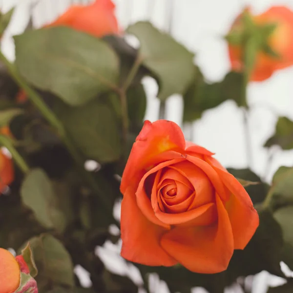 一帧精致的老式橙色玫瑰花 完美的浪漫的概念 — 图库照片