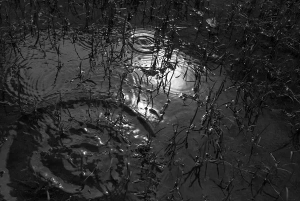 Серый Камышовый Камыш Время Дождя — стоковое фото
