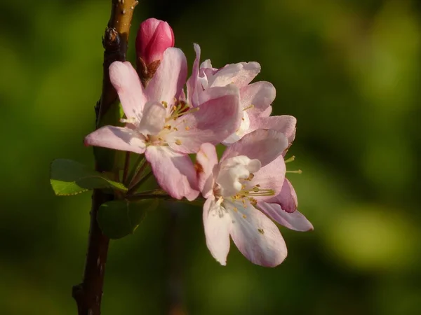 Ένα Ρηχό Πλάνο Εστίασης Του Όμορφου Λουλουδιού Μήλου Ένα Θολό — Φωτογραφία Αρχείου