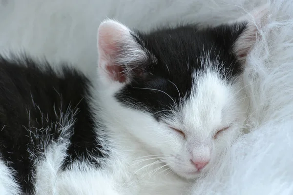 Tiro Close Gatinho Preto Branco Bonito Dormindo Uma Pele Branca — Fotografia de Stock