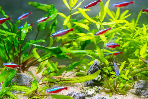 Primer Plano Una Escuela Tetra Neón Acuario — Foto de Stock