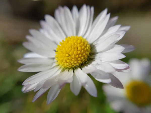 Macro Shot Oxeye Daisy Flower Blurred Field Background — Stock Photo, Image