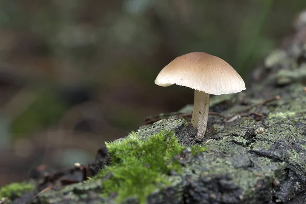 在布满苔藓的树干上生长的野生蘑菇的特写镜头 — 图库照片