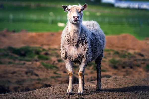 Ytlig Fokusbild Ett Vitt Får Som Står Ett Fält — Stockfoto