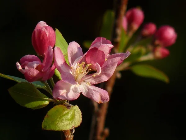 Une Mise Point Sélective Fleurs Fleur Pomme Avec Fond Flou — Photo