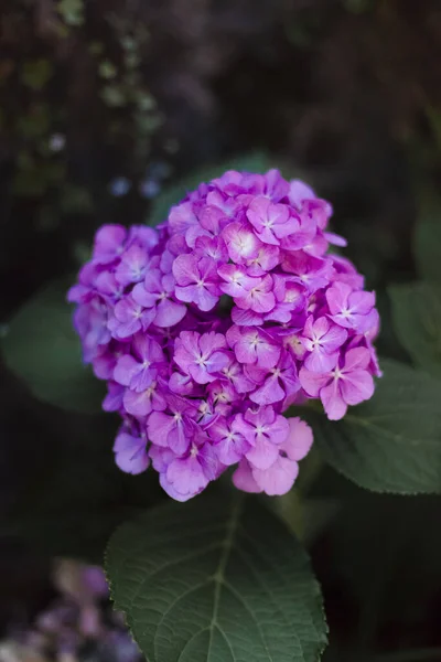 Een Verticale Selectieve Focus Shot Van Roze Hortensia Bloemen — Stockfoto