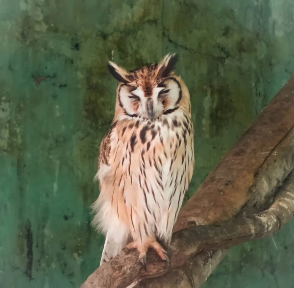 Closeup Shot Owl Perched Branch Zoo — Stock Photo, Image