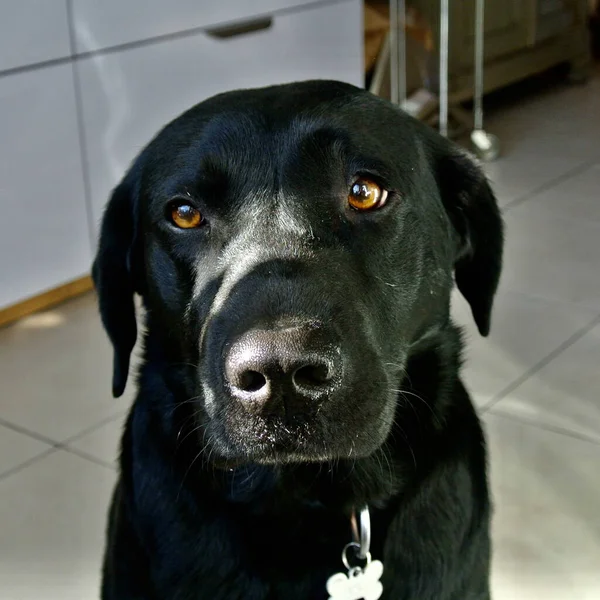 Retrato Labrador Preto Uma Sala Sob Luzes Com Fundo Embaçado — Fotografia de Stock