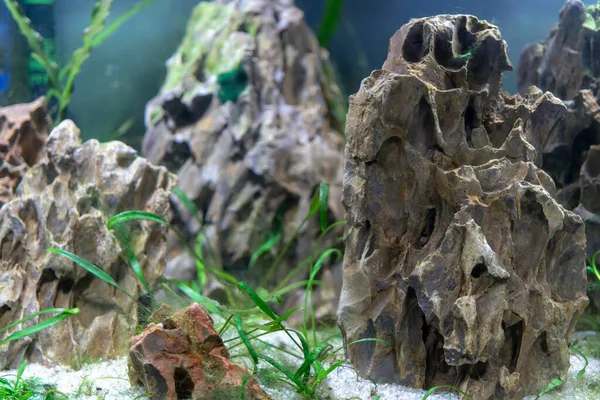 Eine Nahaufnahme Von Neon Tetra Fischen Aquarium — Stockfoto