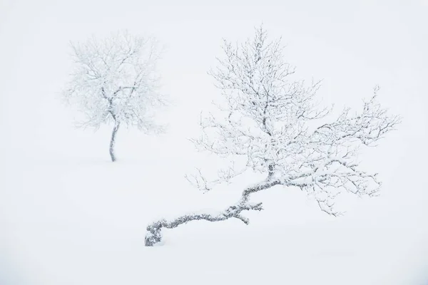 Primo Piano Alberi Solitari Ricoperti Neve Profonda Svezia — Foto Stock