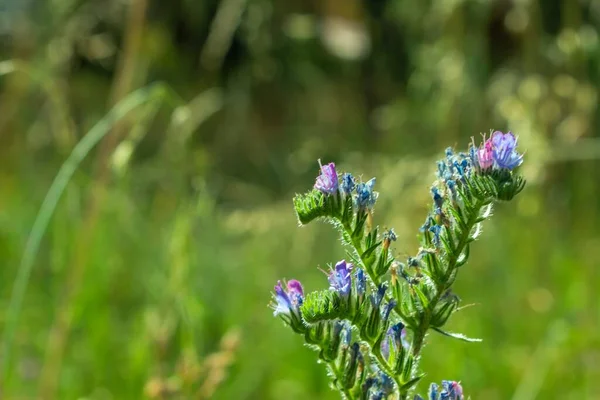 Tiro Seletivo Foco Das Flores Viper Bugloss Que Crescem Campo — Fotografia de Stock