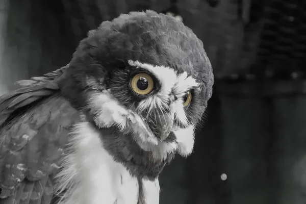 Primer Plano Búho Gris Con Patrones Blancos Cabeza Ojos Amarillos —  Fotos de Stock