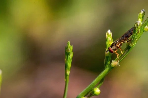 Closeup Shot Dragonfly Green Spike Perfect Background — Stock Photo, Image