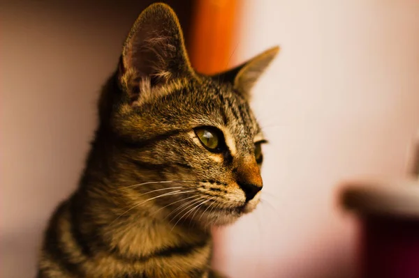 Closeup Shot Gray Kitten Sunlight — Stock Photo, Image