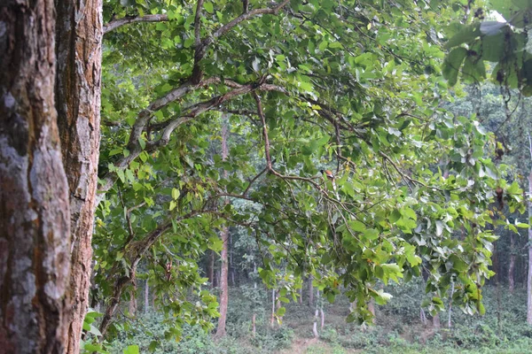 Beau Paysage Une Forêt Verte Sous Lumière Soleil — Photo