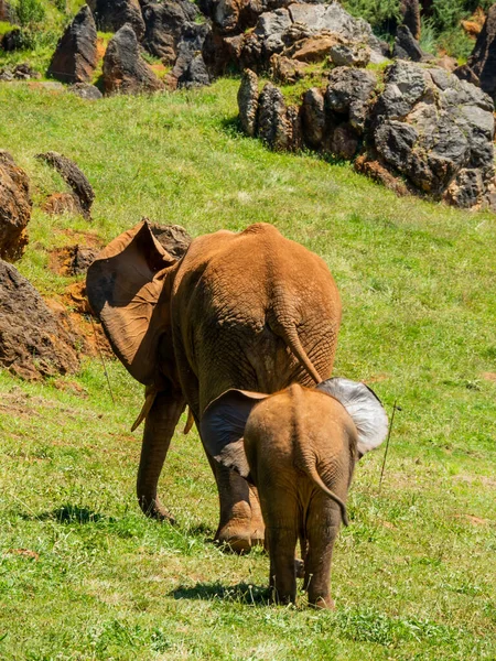 Vertical Back View Large Brown Elephant Baby Elephant Walking Field — Stock Photo, Image