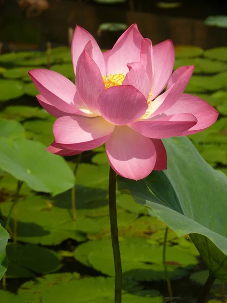 Вертикальный Снимок Розового Цветка Лотоса — стоковое фото