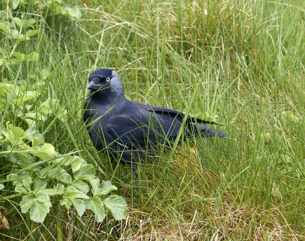 Closeup Shot Black Boat Tailed Grackle Standing Grass — Stock Photo, Image