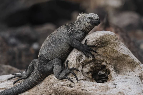 Primer Plano Una Gran Iguana Gris Árbol — Foto de Stock