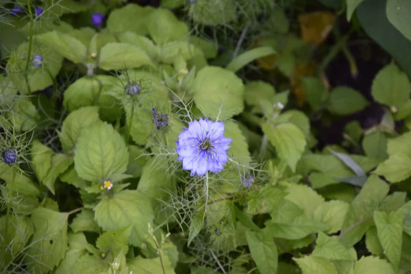 Uma Vista Superior Das Belas Flores Nigella Damascena Florescendo Jardim — Fotografia de Stock