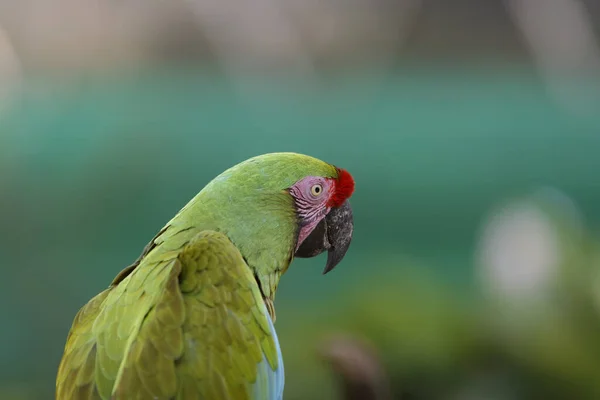 Tiro Foco Seletivo Papagaio Amazônia Vermelho Lored Verde — Fotografia de Stock