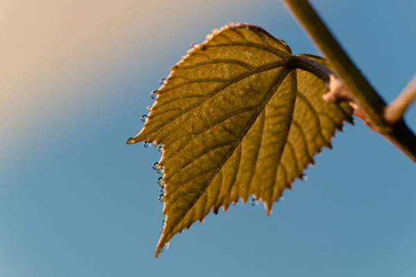 Снимок Осеннего Листа Голубым Небом — стоковое фото