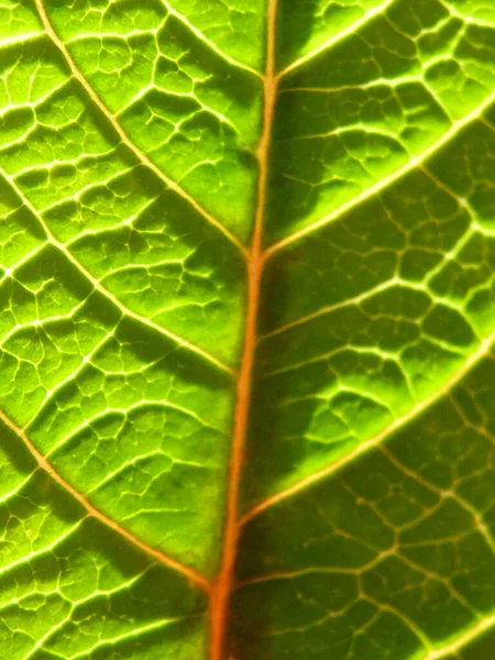 Tiro Vertical Plantas Crescimento Vegetação Perfeito Para Móveis — Fotografia de Stock