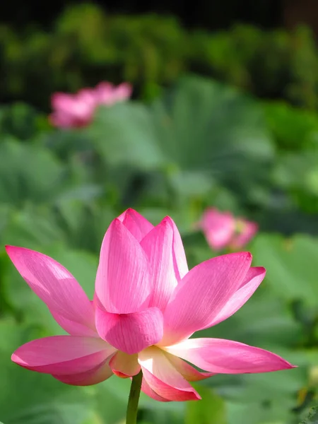 Tiro Vertical Uma Flor Lótus Rosa Florescente — Fotografia de Stock