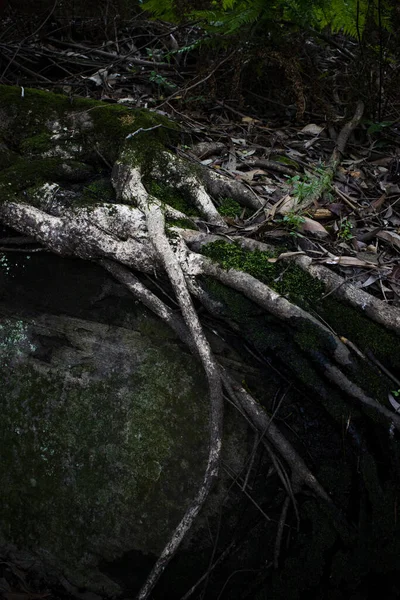 Vertical Shot Trees Roots Fungi Growing Rocks — Stock Photo, Image