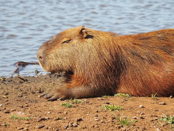 Uma Capivara Sentada Lago Durante Dia — Fotografia de Stock