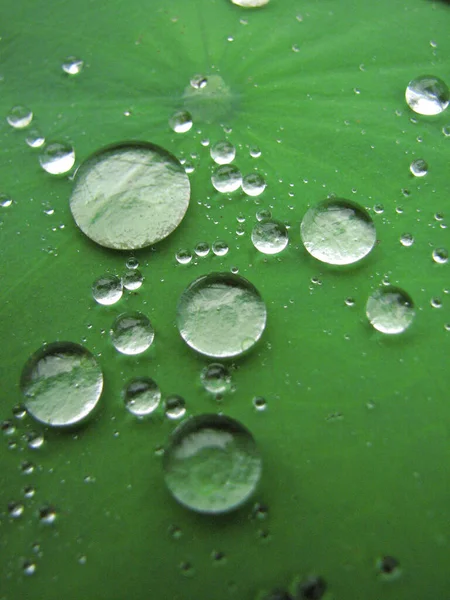 Zbliżenie Ujęcia Kropel Wody Tętniącej Życiem Zielonej Powierzchni Rośliny — Zdjęcie stockowe