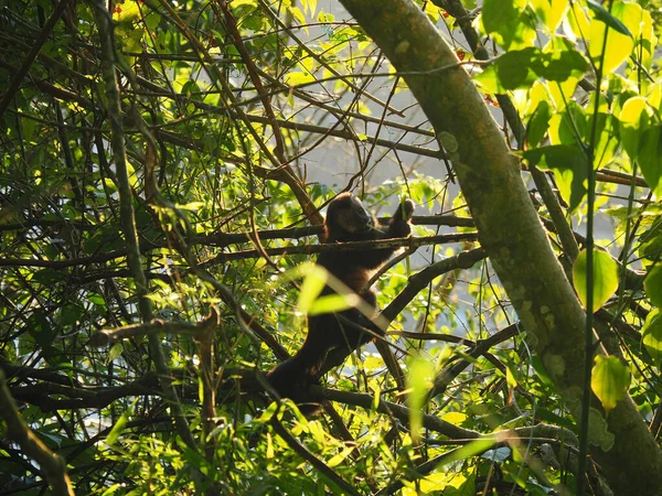 Detailní Záběr Opice Sedící Dne Větvi Stromu — Stock fotografie