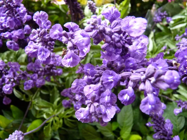 Närbild Skott Lila Salvia Blommor — Stockfoto