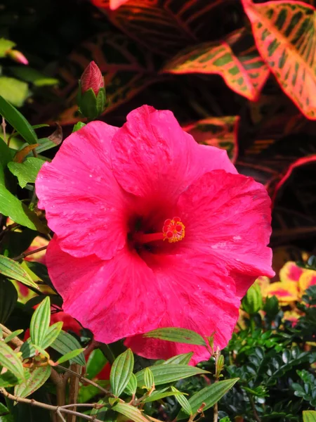 Vertical Shot Beautiful Pink Hibiscus Flower — Stock Photo, Image