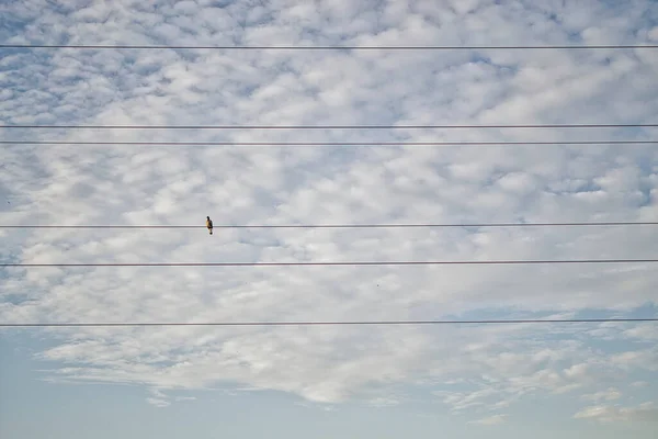 Elektrik Kablolarının Üzerinde Duran Kuş — Stok fotoğraf