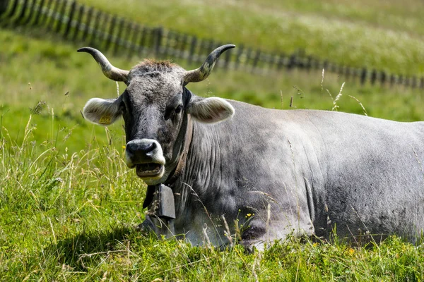 Una Hermosa Vista Toro Sobre Hierba Verde Tirol Del Sur —  Fotos de Stock