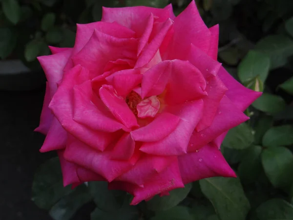 太陽の下でかわいいバラのクローズアップショット — ストック写真