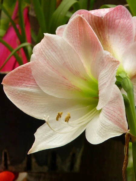 Focus Selettivo Bellissimi Fiori Amarillide Che Sbocciano Nel Giardino — Foto Stock