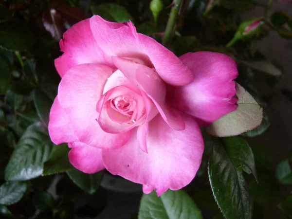 Tiro Close Belo Jardim Rosa Floresceu Rosa — Fotografia de Stock