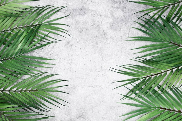 Primo Piano Foglie Palma Verde Una Superficie Cemento Bianco Con — Foto Stock