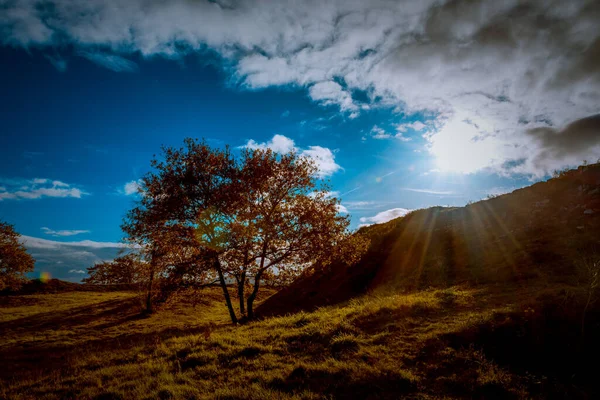 Una Vista Panorámica Los Árboles Una Colina Con Sol Brillante — Foto de Stock