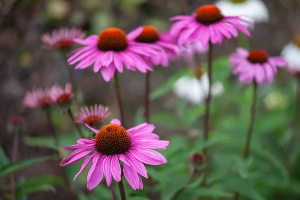 Una Hermosa Toma Flores Color Púrpura Jardín — Foto de Stock