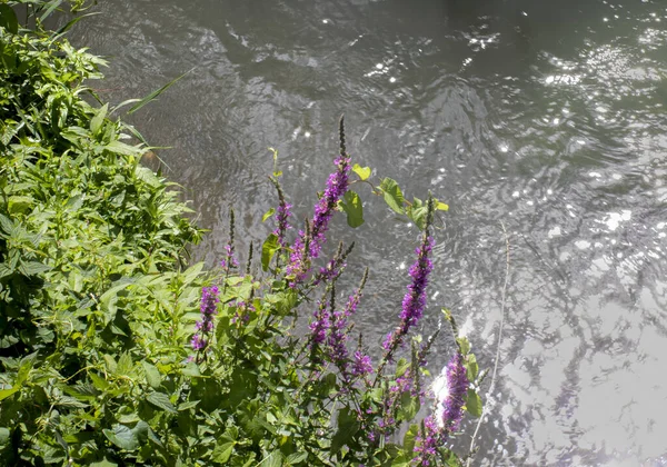 Una Hermosa Toma Púrpura Loosestrifes Creciendo Cerca Del Río Que —  Fotos de Stock