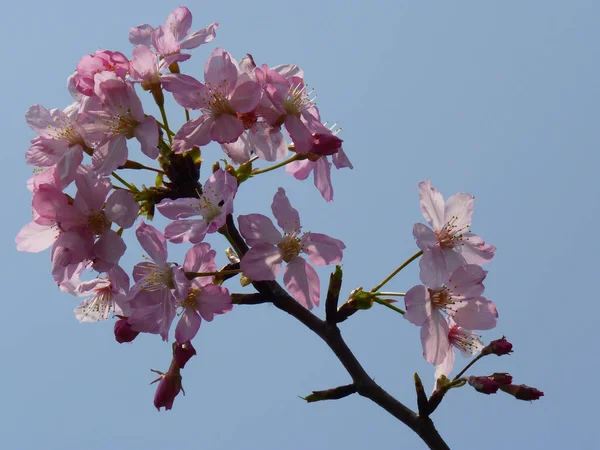 Egy Közeli Felvétel Virágzó Cseresznyevirágokról Nappal — Stock Fotó