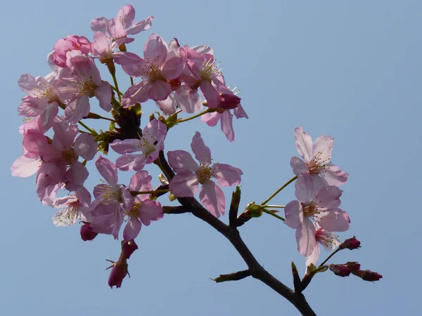 在白天 一束绽放的樱花的特写 — 图库照片