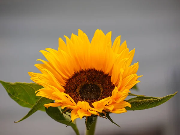 Eine Selektive Nahaufnahme Einer Gelben Sonnenblume Vor Grauem Hintergrund — Stockfoto